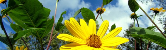 Reversing The Destructive Physiology Of Stress